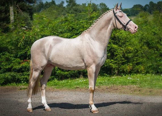 Akhal Teke Horses